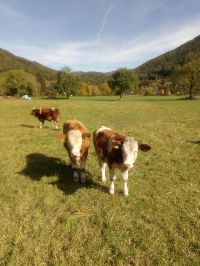Haus Bergblick Fruehstueckspension Oberort Εξωτερικό φωτογραφία